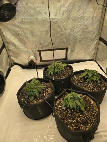 1st Grow 4x4 — vegetative, day 23