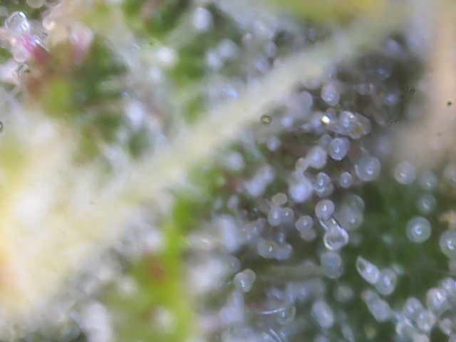 Purple Haze Auto — flower, day 80