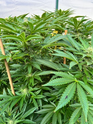 Hindu Kush — flower, day 33