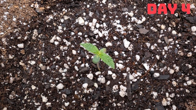 Strawberry Cheesecake Seedsman Seeds Autoflowers x2 — seedling_rooting, day 7