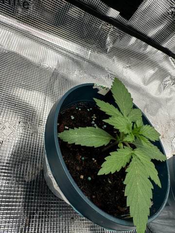 Grow Number 2 — vegetative, day 14