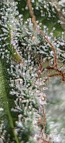 First Grow — done, day 238