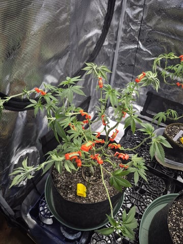 Grow 1 2026 Dream Widow