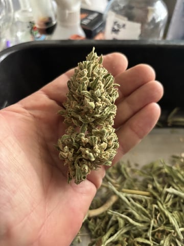 Fast Buds Auto And Special Queen Auto — harvest, day 94