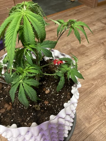 1 — grow_setup, day 2