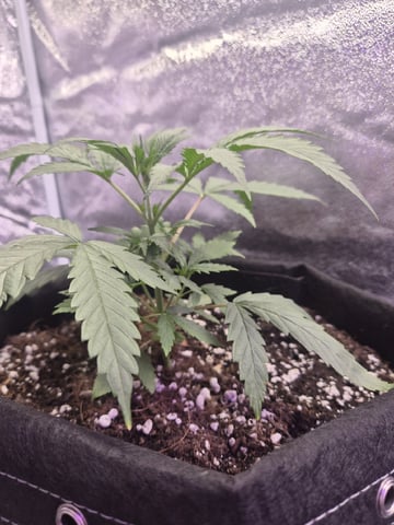 I'll get it right — flower, day 81