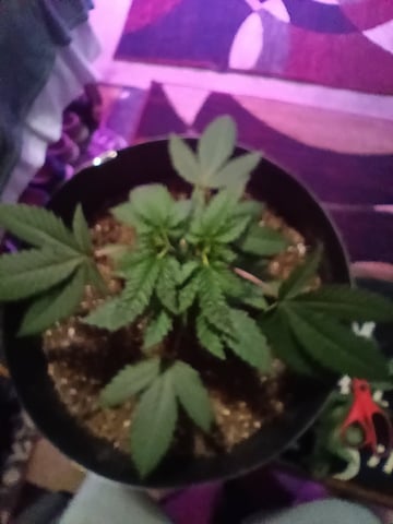 Round Deuce  — vegetative, day 34