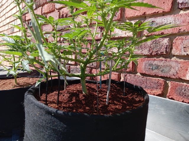 Strawberry Banana Auto  — flower, day 110