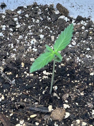 Season 2 — seedling_rooting, day 14