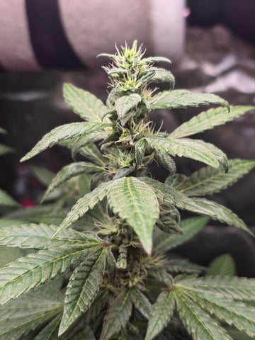 NUMERO UNO — flower, day 8