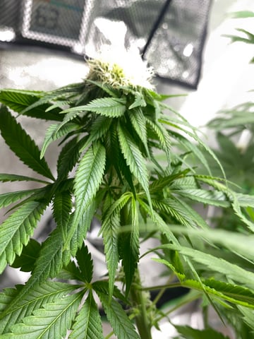 2nd Try — flower, day 81