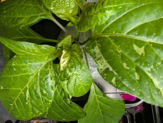 See what grows — vegetative, day 245