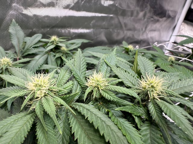 Green Gelato — flower, day 73