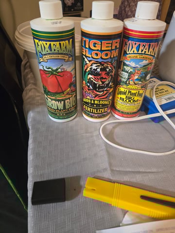 Evermore clones — vegetative, day 17