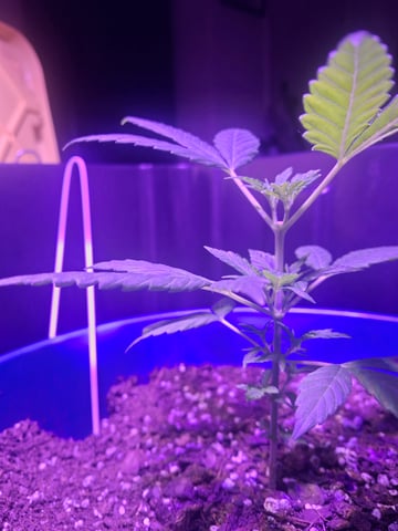 5 Random Seeds in a pot I found in my grinder. — vegetative, day 18