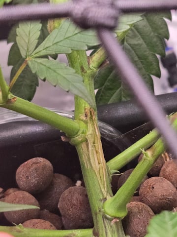 Funk Mountain 2 — flower, day 27