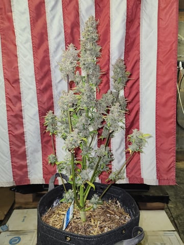 Mephisto Apple Crush and Pop tart OG in Nature's Living Soil.  — flower, day 89