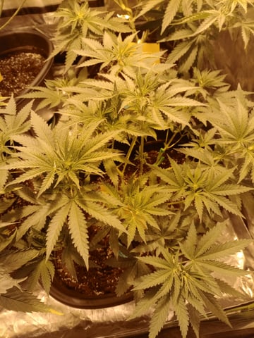 mr — vegetative, day 51