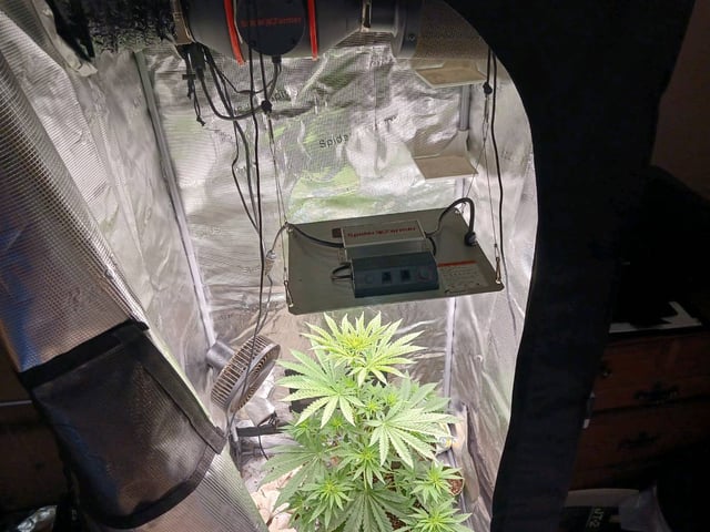 4th grow  — flower, day 161