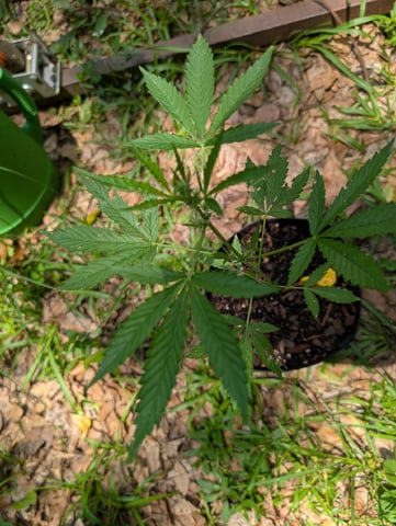 Country Boy — flower, day 30