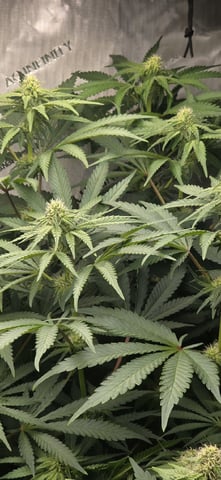 Maple Nectar  — flower, day 66