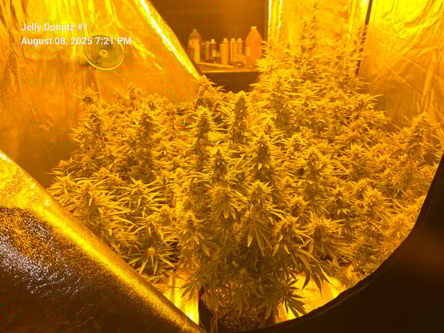 2nd Autoflower Indoor Grow — flower, day 73