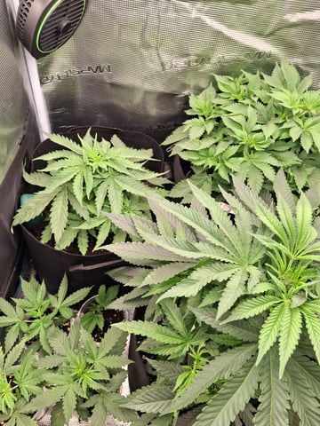 SoFloBudz — flower, day 46