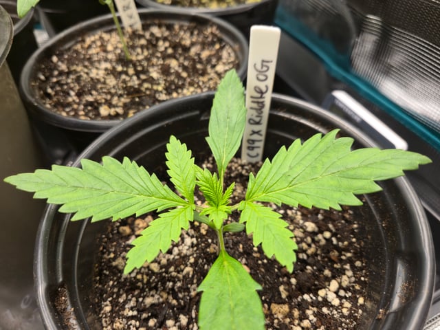 Banana Kush / Durban Poison / C99-Riddle OG — vegetative, day 9