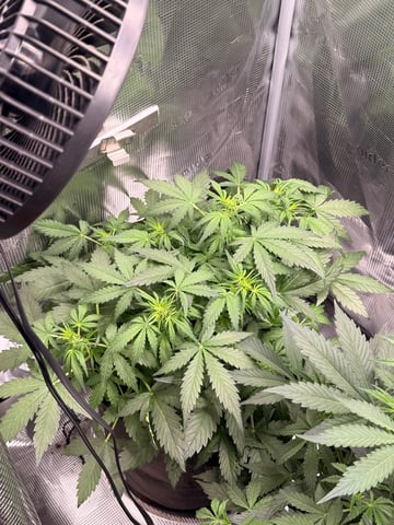 First grow — auto, day 24
