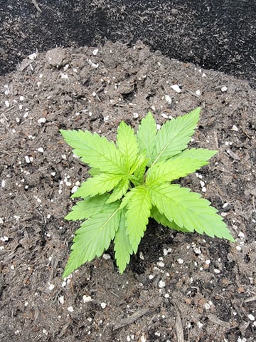 First try — vegetative, day 24