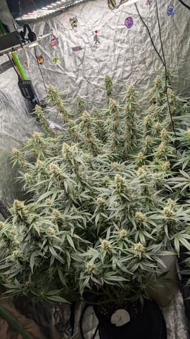 Strawberry Cheesecake Seedsman Seeds Autoflowers x2 — flower, day 76