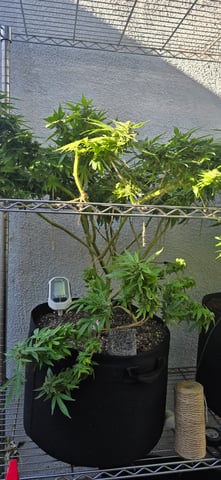 Mystery Weed Plant — flower, day 142