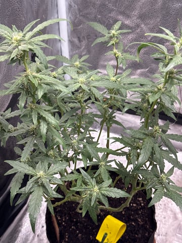 my grow — flower, day 1