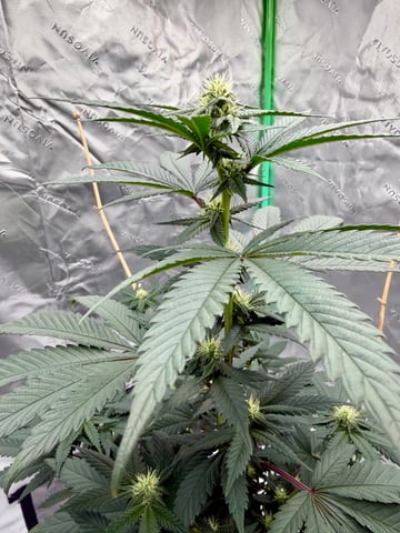 Bluntz Grow — flower, day 22