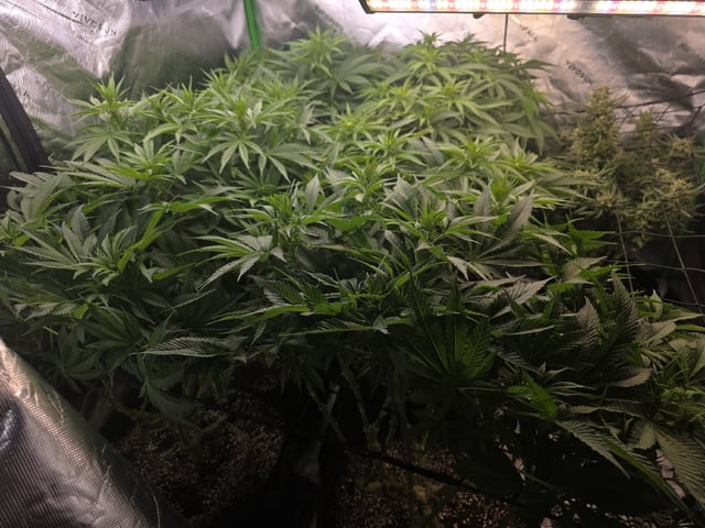 Hazy Daze — flower, day 70