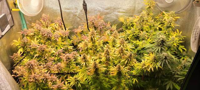 $chooners Grow — flower, day 43