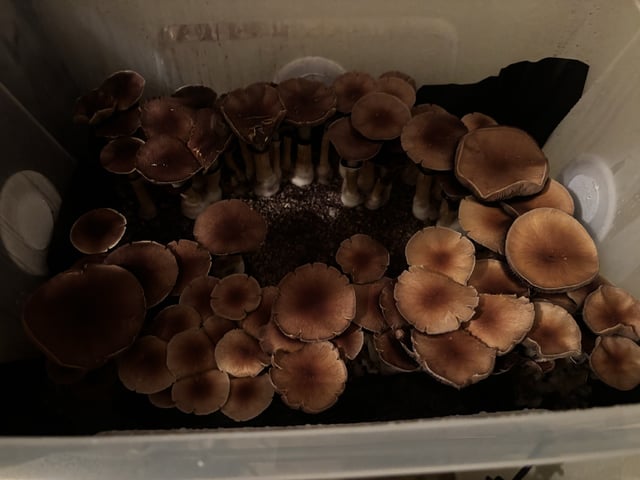 second 🍄‍🟫 grow — flower, day 48
