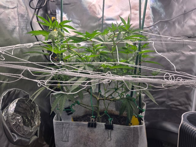 Looking for advice! — flower, day 57