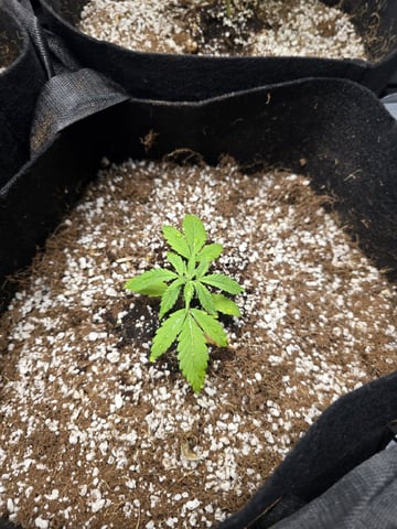 Indoor — seedling_rooting, day 34