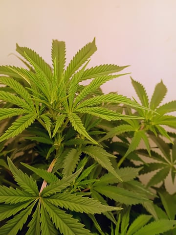 Lokie OG x Permanent Marker — flower, day 61