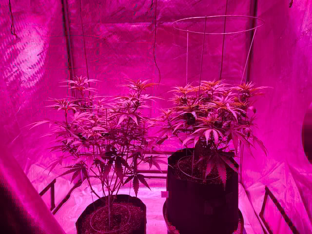 BLACKCHERRY SHERB — flower, day 29