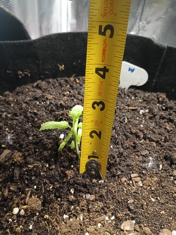 OG KUSH — seedling_rooting, day 11
