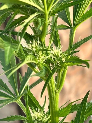 First ever grow — flower, day 58