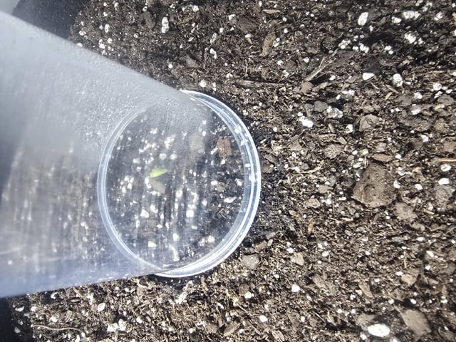 Autos AGAIN — germination, day 4