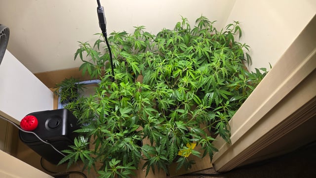 Blue Dream Clones — vegetative, day 19