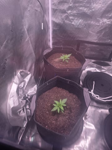 Blue Dream Feminized  — vegetative, day 26