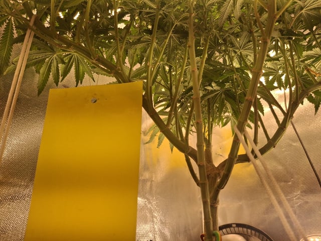 1st Grow - ROYAL MOBY (indoor)(photop.) — flower, day 126
