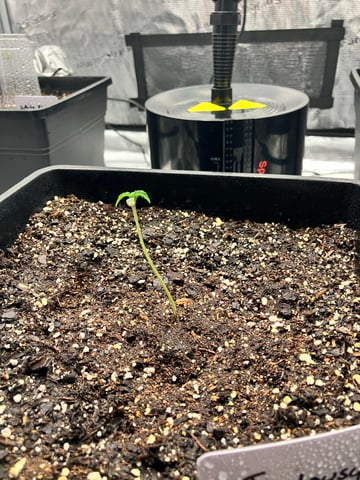 My First Grow — seedling_rooting, day 14