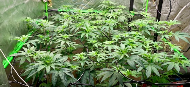 Papaya Frosting  — flower, day 65