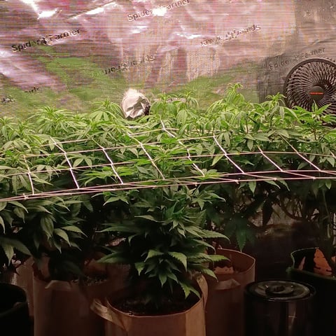 TentPlantLightFan — flower, day 81